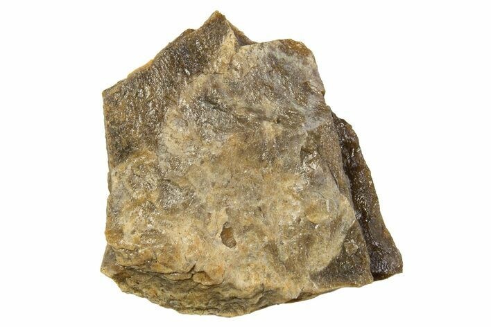 Fossil Tyrannosaur (T rex) Bone Section - Wyoming #313945